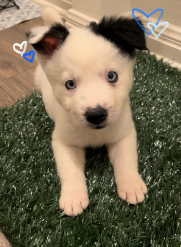 Siberian Husky – Siberian Husky / Australian Shepherd Pup
