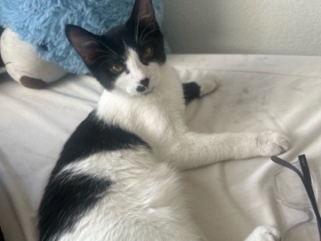 Female Cat – Henderson