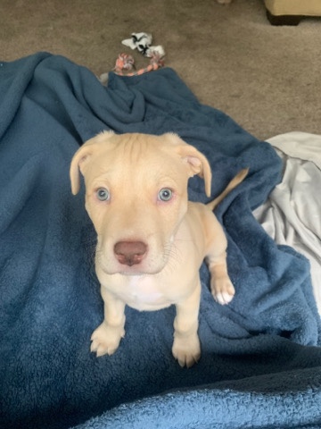 red nose pit bull