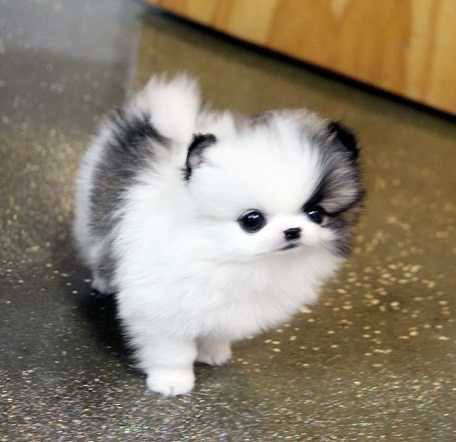 Pomeranian – the safest, finest of pets❤️❤️💙💙🏷️