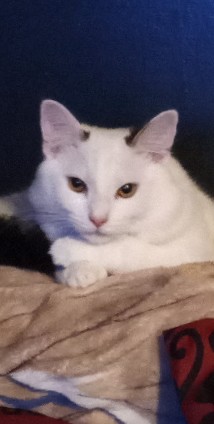 Turkish Angora – new home by new year