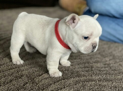 French Bulldog – Joy  lovers French bulldog puppies