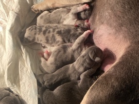 French Bulldog -  French bulldog puppies available for adoption in Manchester