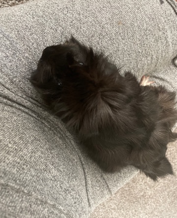 2 American Guinea pigs