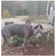 American Pit Bull Terrier – Male pitbull named atlas
