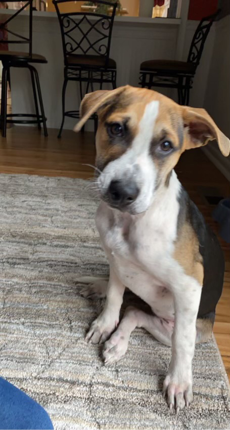 American Pit Bull Terrier – Pitbull mix with Labrador