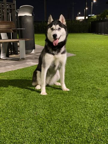 Siberian Husky – husky for sell