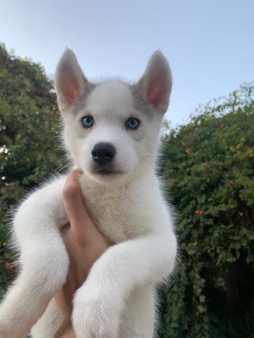 Siberian Husky – husky puppy