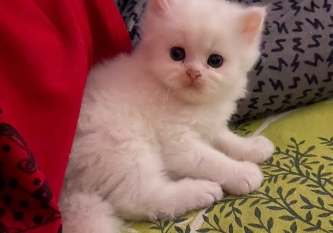 Persian (Modern) – Persian kitten for sale