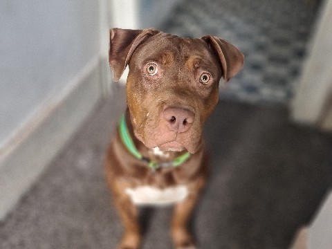 American Pit Bull Terrier – pitbull – Bradford