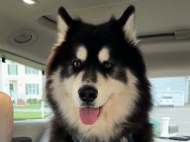 Siberian Husky
