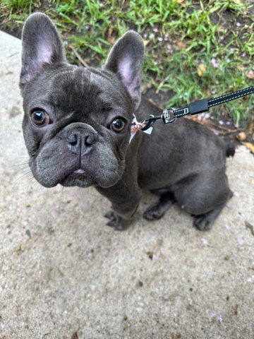 French Bulldog – French bulldog looking for a forever home