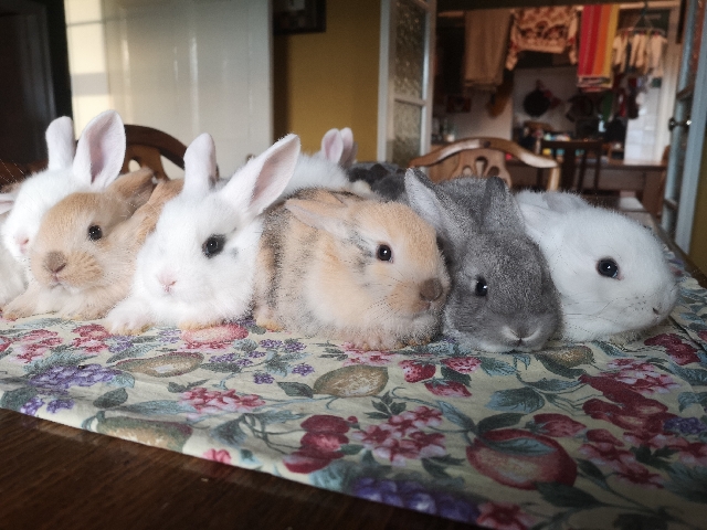 Mini Lop – beautiful baby mini lop rabbits
