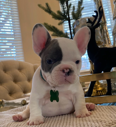 French Bulldog – French Bulldog puppies