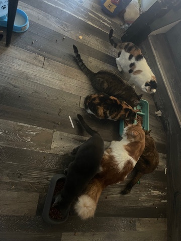 American Shorthair – cats available