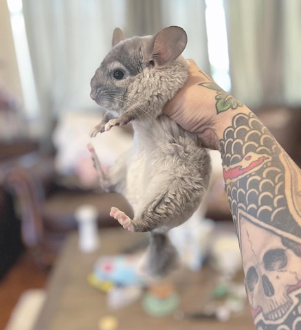 chinchilla – Two Chinchillas For Sale (Cage Included)