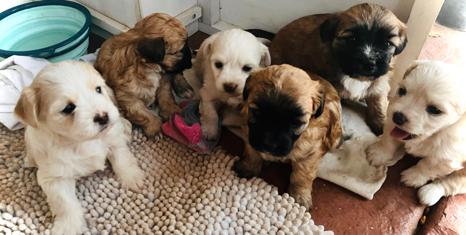 maltese and long hair chihuahua puppies