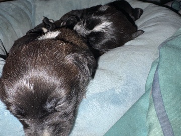Poodle – six puppy’s for sell!!! – Brookhaven