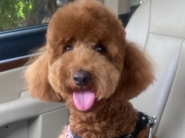Poodle -  Toy poodle available for adoption in New York
