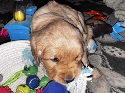 Golden Retriever – Golden Retriever Puppies