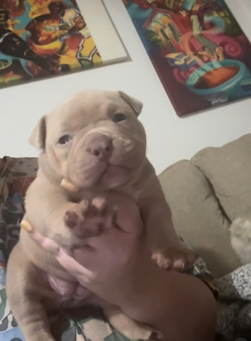 American Bulldog – American bully pups for sale near New Orleans