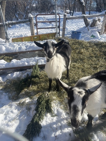2 Alpine Goats