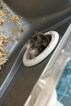 looking for a home for our dwarf hamster