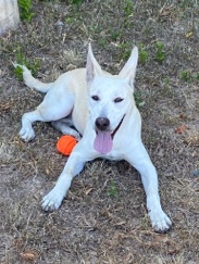Belgian Shepherd Dog (Malinois) – Dixie - Shepard Mix