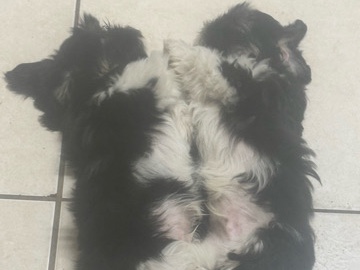 Shih Tzu – Male Teddy Bear – Page Park