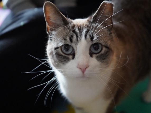 sweet cat needs new home – Burlington