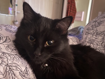 Asian Semi-longhair – Zoey – O'Fallon
