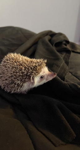hedgehog – Female hedgehog needs a new home asap.