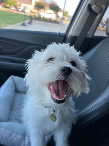 7 mo. old Bichon