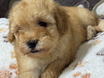 Poodle – ADORABLE POODLE PUPPIES AVAILABLE! – Digdaga