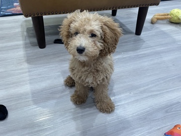 Poodle – miniature poodle – Phoenix