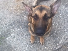 Belgian Shepherd Dog (Malinois) – Friendly 1-Year-Old Belgian Shepherd Dog (Malinois) – Pedigree Available – Detroit