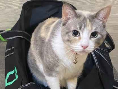 British Shorthair – 💔 Looking for a loving home for Tinky 🐾 – Nacogdoches