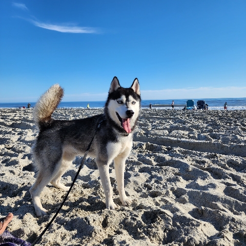 Siberian Husky – Purebred Siberian Husky