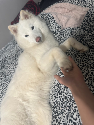 white husky