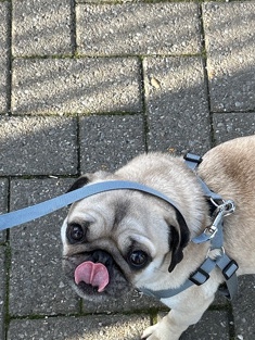 Pug – Dog for sale