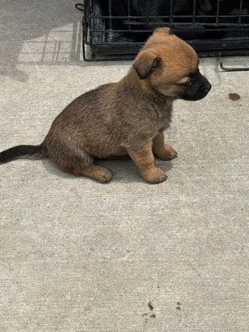 Puppies for sale
