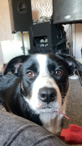Border Collie – border collie