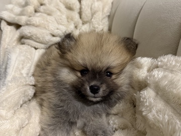 Pomeranian – Pomeranian Welpe – Duisburg