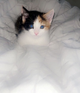 Aegean – kitten for sale !