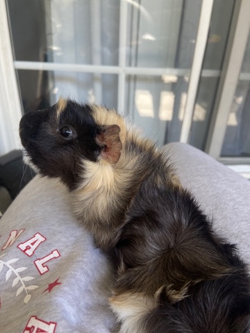 Guinea pig