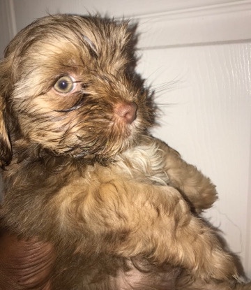 Shih Tzu – Shorkie puppy