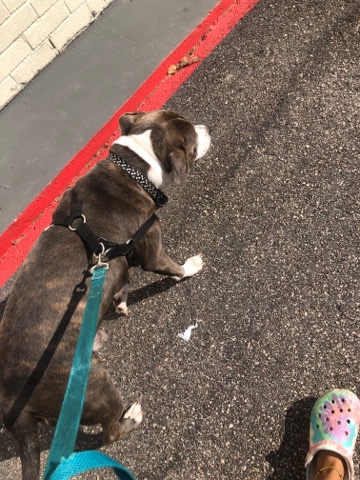American Pit Bull Terrier – Rehome