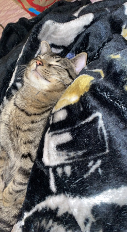 Want to give a new home to my beloved Pepper