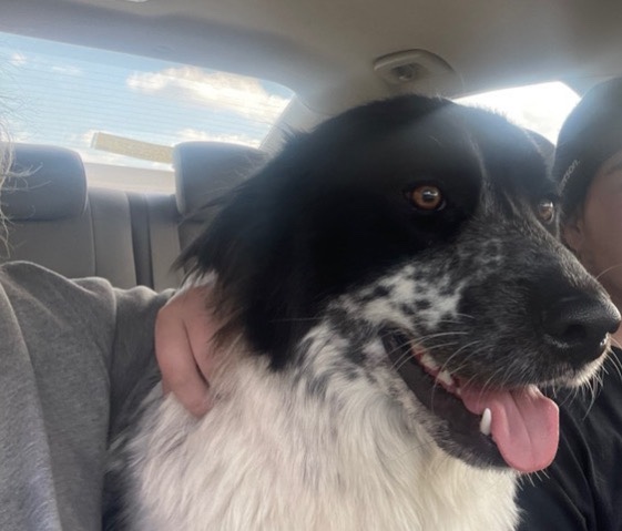 Great Pyrenees – needs home asap
