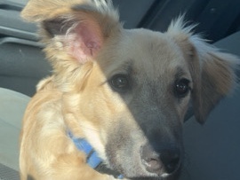 Enzo needs a special family to call home – O'Fallon